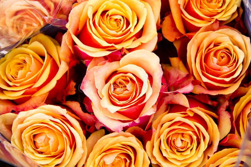 Bel ensemble de fleurs image stock Bel ensemble de fleurs image stock
