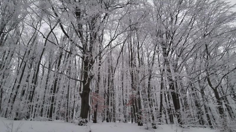 Bel hiver Forest Snow Trees En montagne clips vidéos