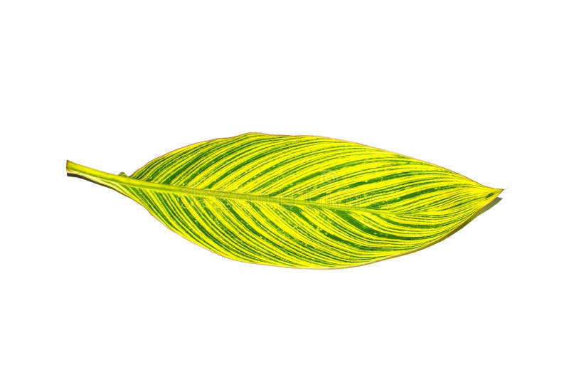Bel oiseau de vert jaune de feuille de paradis avec des lignes modèle d'isolement sur le fond blanc image stock Bel oiseau de vert jaune de feuille de paradis avec des lignes modèle d'isolement sur le fond blanc image stock