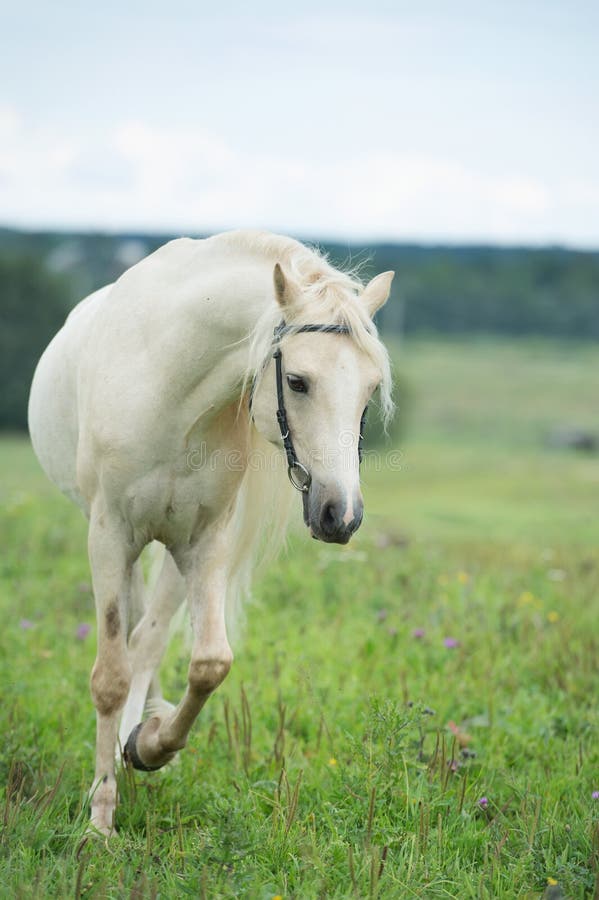 Beautiful cream pony stallion running in the field. cloudy day. Beautiful cream pony stallion running in the field. cloudy day.