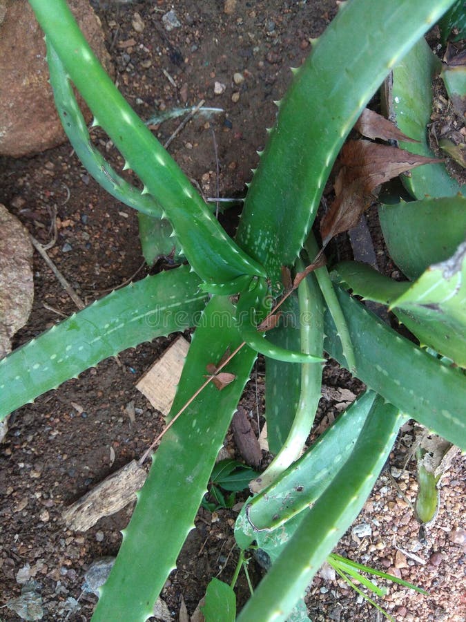 BELA E VERDE ALOVERA A NATUREZA fotos de stock