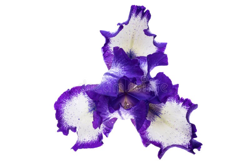 Bela flor da íris isolada fotos de stock