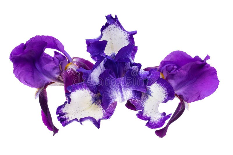 Bela flor da íris isolada fotos de stock royalty free