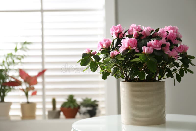 Bela Flor De Azalea Em Vaso De Planta Sobre Mesa Branca Espaço Interior  Para Texto. Decoração Da Casa Imagem de Stock - Imagem de biologia,  jardinar: 212415719