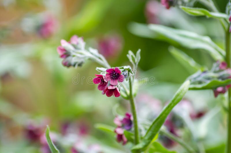 Bela flor magenta em fundo verde imagem de stock