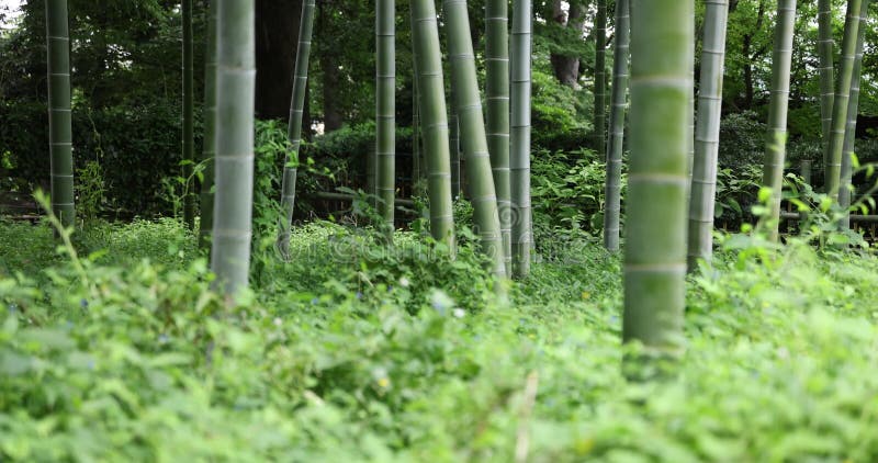 Bela floresta de bambu no dia tradicional do parque