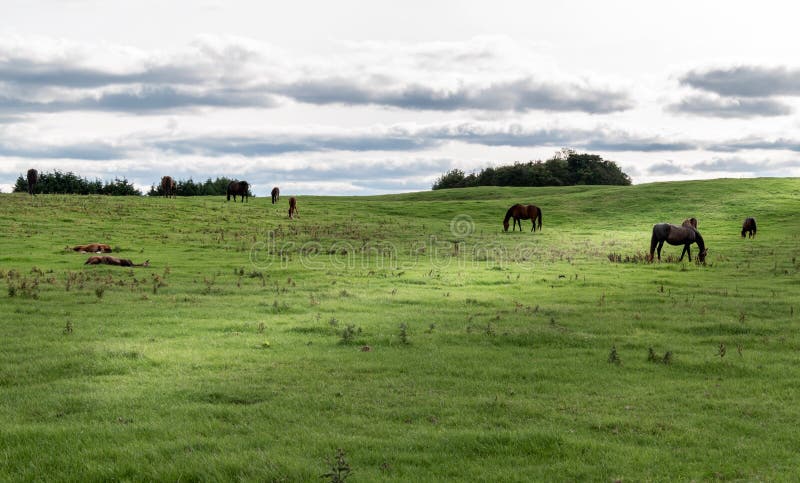 Estátua De Cavalo Em Frente a Um Céu Nublado Foto de Stock - Imagem de  animal, olho: 221252936