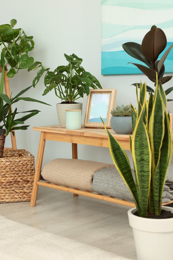 Bela sala interior com plantas domésticas verdes e mesa de madeira imagem de stock