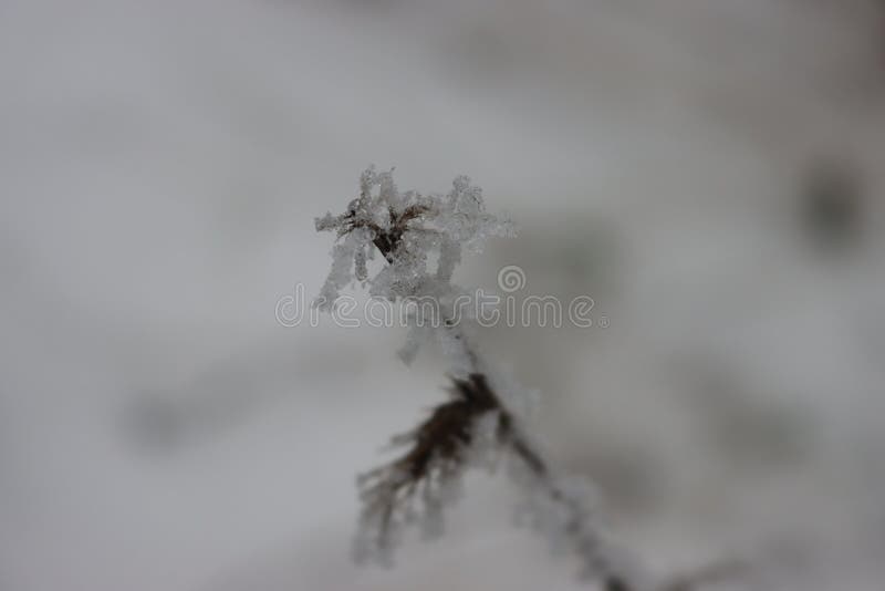 Beautiful storm of cold and snow frost ice under zero ice escarcha. Beautiful storm of cold and snow frost ice under zero ice escarcha