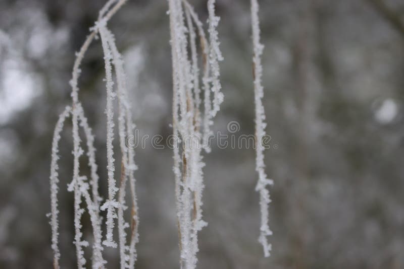 beautiful storm of cold and snow frost ice under zero ice helada escarcha cencellada. beautiful storm of cold and snow frost ice under zero ice helada escarcha cencellada