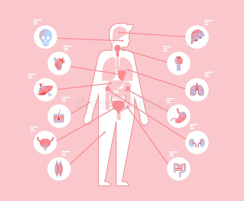 Belangrijke menselijk lichaams interne organen binnen anatomisch medisch structuur infographic malplaatje en vlak gezondheidszorg vector illustratie Belangrijke menselijk lichaams interne organen binnen anatomisch medisch structuur infographic malplaatje en vlak gezondheidszorg vector illustratie