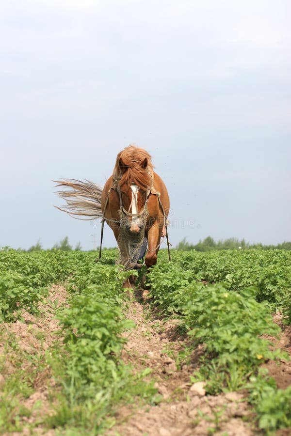 Belarus hästworking