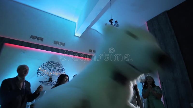 Belarus, Minsk - January 15, 2019: Wedding party. Close up man in a big polar bear costume is dancing at a wedding with