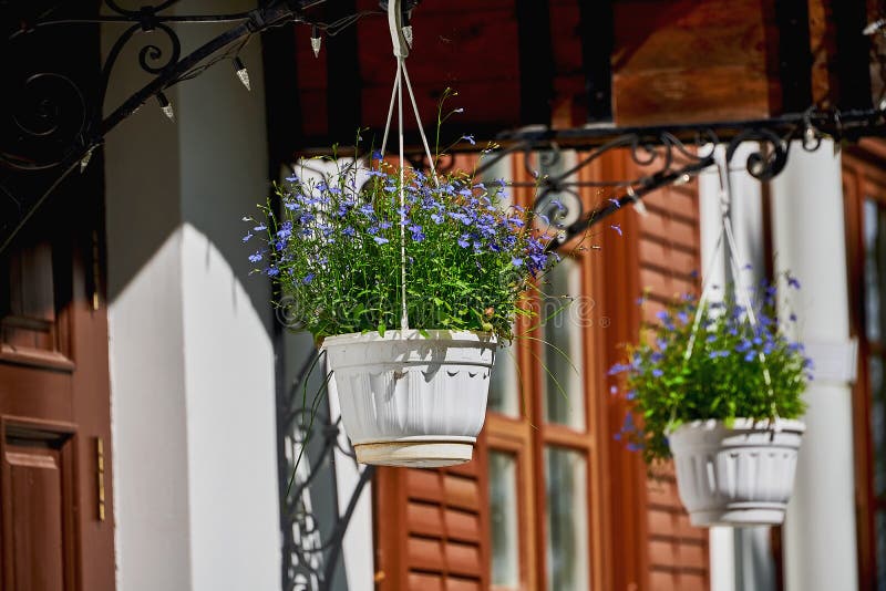 Beautiful blue flowers in a hanging planter. Decorative white pots with blue flowers in summer . Beautiful blue flowers in a hanging planter. Decorative white pots with blue flowers in summer .