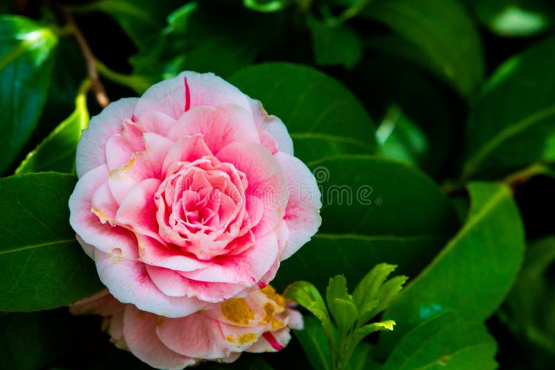 Belas Flores Da Camélia Japonesa, Rosa E Vibrante, Da Camélia Ou Camelia  Japonica Imagem de Stock - Imagem de vibrante, flor: 208203655