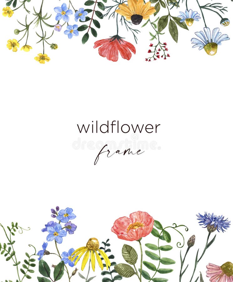 Belas flores de verão prados na fronteira quadro botânico com flores silvestres em fundo branco. ilustração pintada à mão