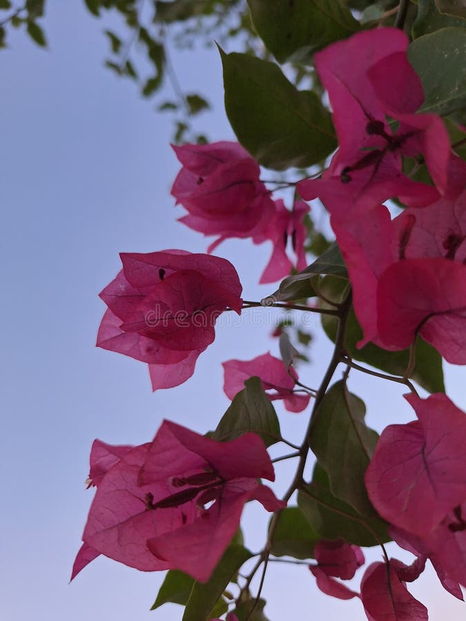 Bougainvillea glabra, the lesser bougainvillea or paperflower,[3] is the most common species of bougainvillea used for bonsai.The epithet 'glabra' comes from Latin and means "bald. Bougainvillea glabra, the lesser bougainvillea or paperflower,[3] is the most common species of bougainvillea used for bonsai.The epithet 'glabra' comes from Latin and means "bald