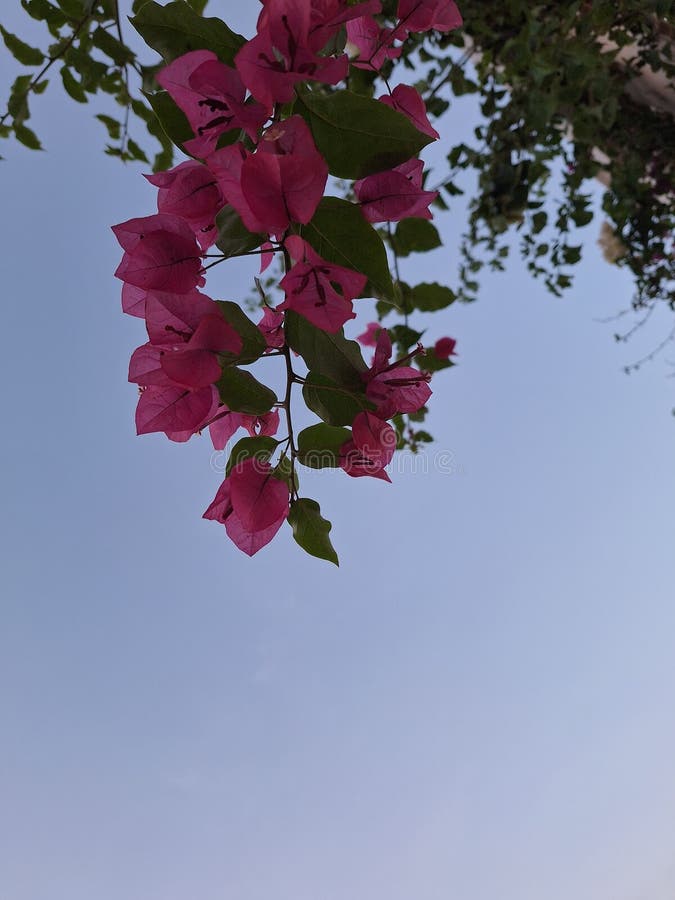 Bougainvillea glabra, the lesser bougainvillea or paperflower,[3] is the most common species of bougainvillea used for bonsai.The epithet 'glabra' comes from Latin and means "bald. Bougainvillea glabra, the lesser bougainvillea or paperflower,[3] is the most common species of bougainvillea used for bonsai.The epithet 'glabra' comes from Latin and means "bald