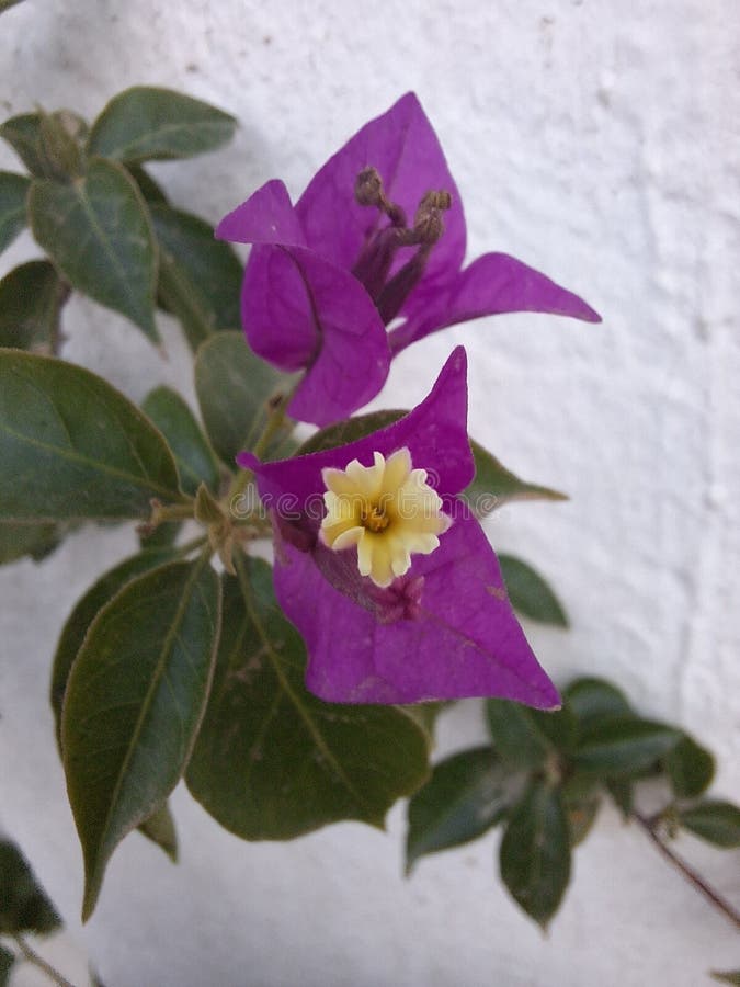 Bougainvillea glabra, the lesser bougainvillea or paperflower,[3] is the most common species of bougainvillea used for bonsai.The epithet 'glabra' comes from Latin and means "bald. Bougainvillea glabra, the lesser bougainvillea or paperflower,[3] is the most common species of bougainvillea used for bonsai.The epithet 'glabra' comes from Latin and means "bald