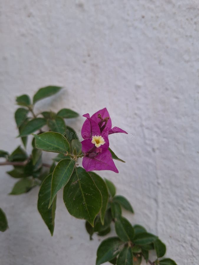 Bougainvillea glabra, the lesser bougainvillea or paperflower,[3] is the most common species of bougainvillea used for bonsai.The epithet 'glabra' comes from Latin and means "bald. Bougainvillea glabra, the lesser bougainvillea or paperflower,[3] is the most common species of bougainvillea used for bonsai.The epithet 'glabra' comes from Latin and means "bald