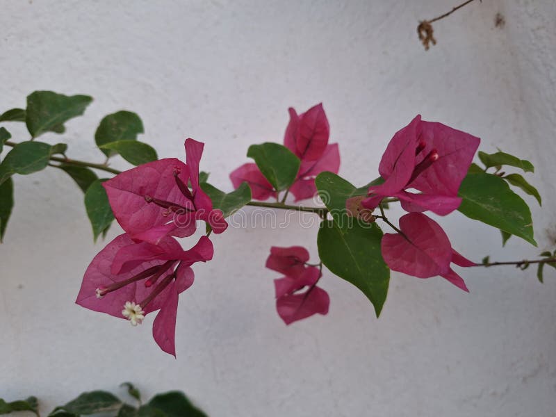 Bougainvillea glabra, the lesser bougainvillea or paperflower,[3] is the most common species of bougainvillea used for bonsai.The epithet 'glabra' comes from Latin and means "bald. Bougainvillea glabra, the lesser bougainvillea or paperflower,[3] is the most common species of bougainvillea used for bonsai.The epithet 'glabra' comes from Latin and means "bald
