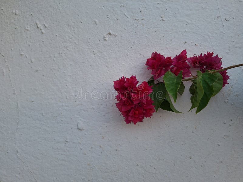 Bougainvillea glabra, the lesser bougainvillea or paperflower,[3] is the most common species of bougainvillea used for bonsai.The epithet 'glabra' comes from Latin and means "bald. Bougainvillea glabra, the lesser bougainvillea or paperflower,[3] is the most common species of bougainvillea used for bonsai.The epithet 'glabra' comes from Latin and means "bald