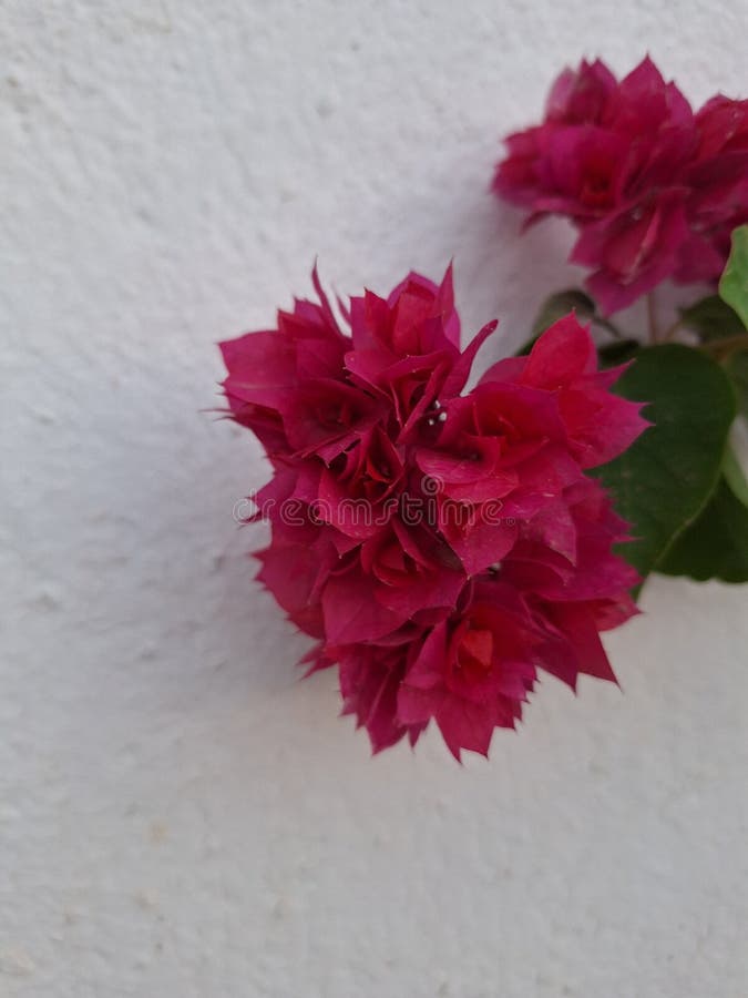 Bougainvillea glabra, the lesser bougainvillea or paperflower,[3] is the most common species of bougainvillea used for bonsai.The epithet 'glabra' comes from Latin and means "bald. Bougainvillea glabra, the lesser bougainvillea or paperflower,[3] is the most common species of bougainvillea used for bonsai.The epithet 'glabra' comes from Latin and means "bald