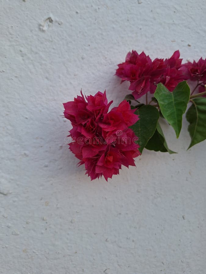 Bougainvillea glabra, the lesser bougainvillea or paperflower,[3] is the most common species of bougainvillea used for bonsai.The epithet 'glabra' comes from Latin and means "bald. Bougainvillea glabra, the lesser bougainvillea or paperflower,[3] is the most common species of bougainvillea used for bonsai.The epithet 'glabra' comes from Latin and means "bald