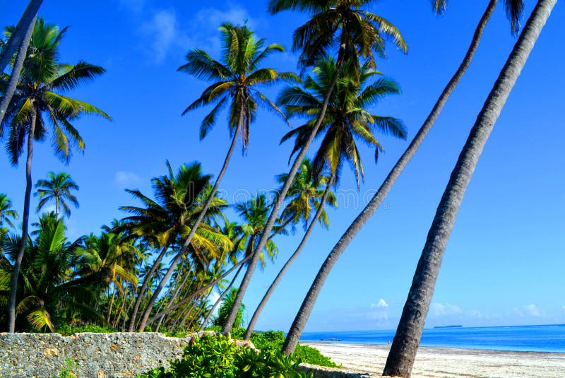 Beautiful tropical palm trees in Zanzibar, Tanzania, Africa. Beautiful tropical palm trees in Zanzibar, Tanzania, Africa