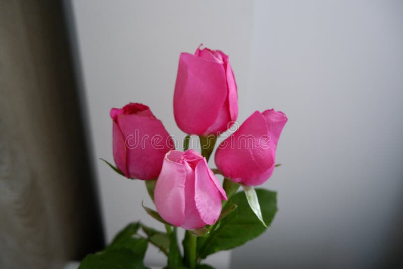 4 beautiful pale pink roses stand out against a white background under cool white light. 4 beautiful pale pink roses stand out against a white background under cool white light.