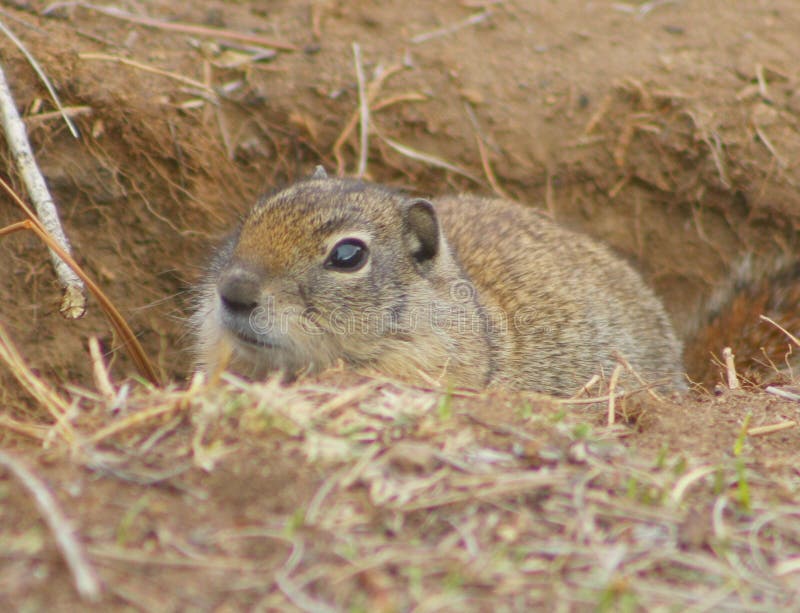 Belding's Ground Squirrels (among others) are regionally known as sage rats (especially in Eastern Oregon), and more generally as common gophers, although they are just one of a large family of gophers. Often considered a pest, they are the continuing bane of groomed golf courses, hence the Caddyshack notoriety.