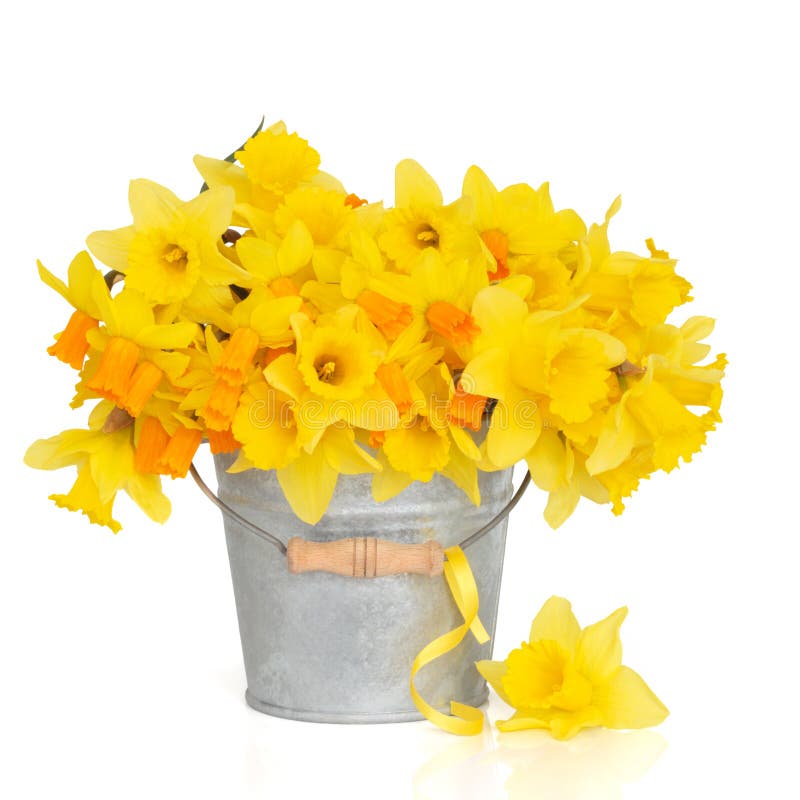 Narcissus and daffodil spring flower arrangement in a distressed aluminum bucket with a yellow ribbon and one loose daffodil, over white background. Narcissus and daffodil spring flower arrangement in a distressed aluminum bucket with a yellow ribbon and one loose daffodil, over white background.