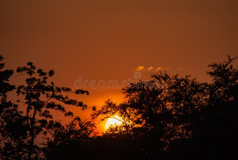 A beleza de um por do sol atrás de uma árvore e de um céu alaranjado foto de stock royalty free A beleza de um por do sol atrás de uma árvore e de um céu alaranjado foto de stock royalty free