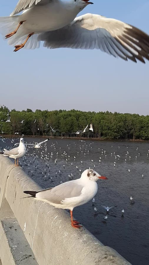 A beleza do bando de gaivotas voando para frente e para trás