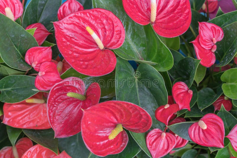 Beleza Vermelha Brilhante De Miami Do Andreanum Do Antúrio, Nome Comum: Flor  De Flamingo; Lírio Do Flamingo; Flor De Oleado; a Pa Imagem de Stock -  Imagem de verde, fundo: 147268747