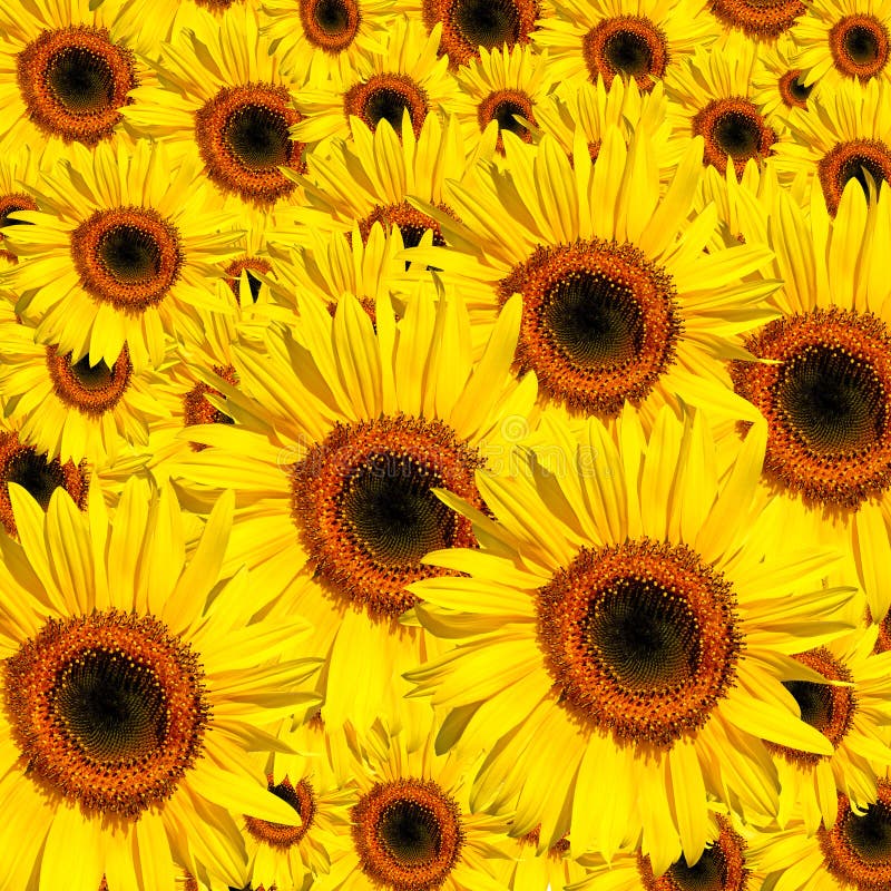 Belezas amarelas imagem de stock royalty free Belezas amarelas imagem de stock royalty free