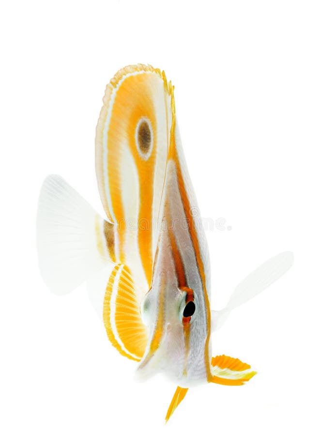 Belfra butterflyfish copperband coralfish odizolowywający