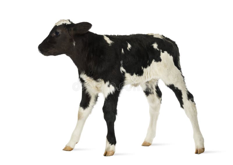 Belgian blue calf stock photo. Image of bleu, herbivore 41996458