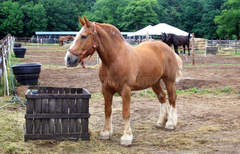 Belgian Draft Horse Rolling Stock Photo Image of hooves, equine 23313122