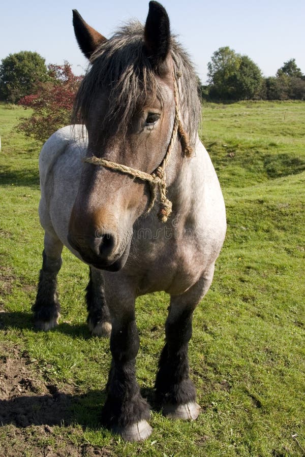 Belgian Draft Horse Team
