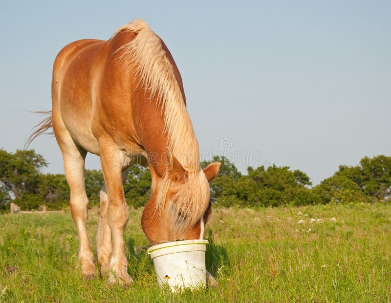 Belgian Draft Horse Eating Grain Out Of A Bucket Stock Photo Image of natural, time 26528770