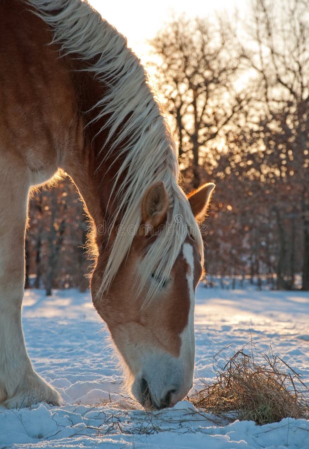 Belgian Draft Horse Nibbling on His Hay Stock Photo Image of blond, mare 26635370