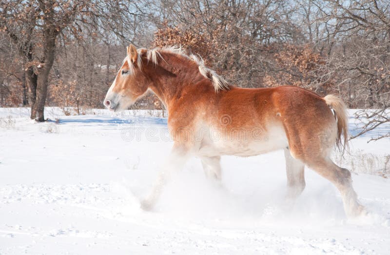 Belgian Draft Horse Trotting Through Snow Royalty Free Stock Photo Image 23501915
