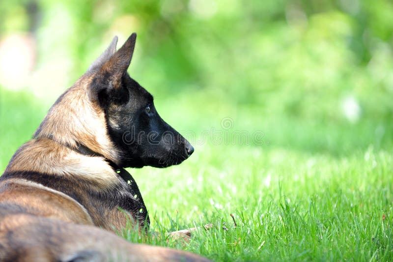 Belgian malinois royalty free stock photo