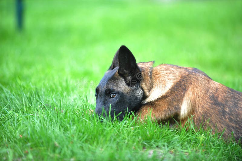 Belgian malinois stock image. Image of malinois, head 25720869