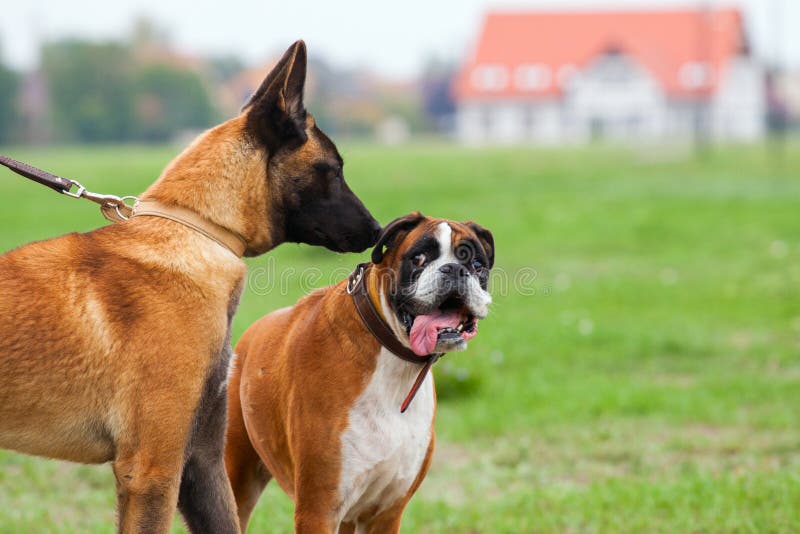 Belgian Malinois an Boxer Dog in love