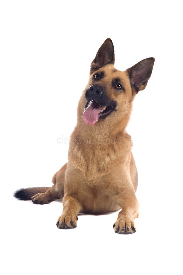 Belgian Malinois Dog stock images