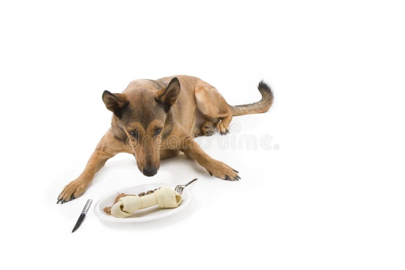 Belgian Malinois and dog diner royalty free stock photography