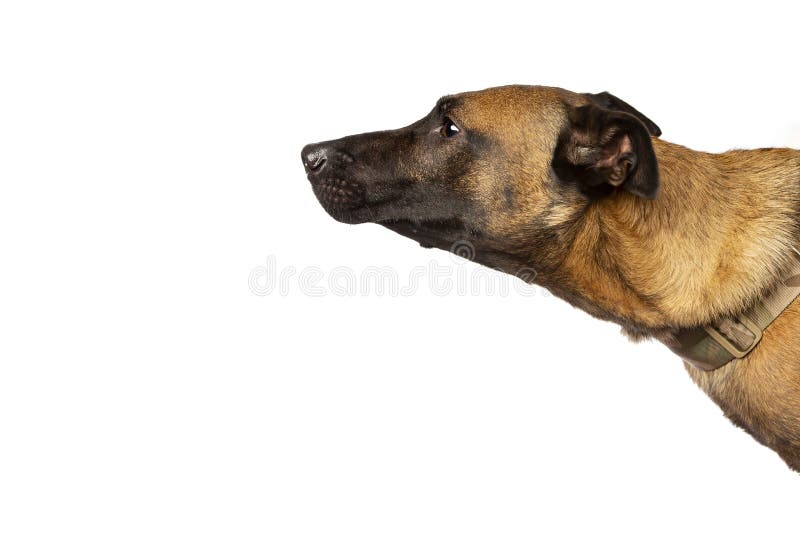 Belgian Malinois dog stock image