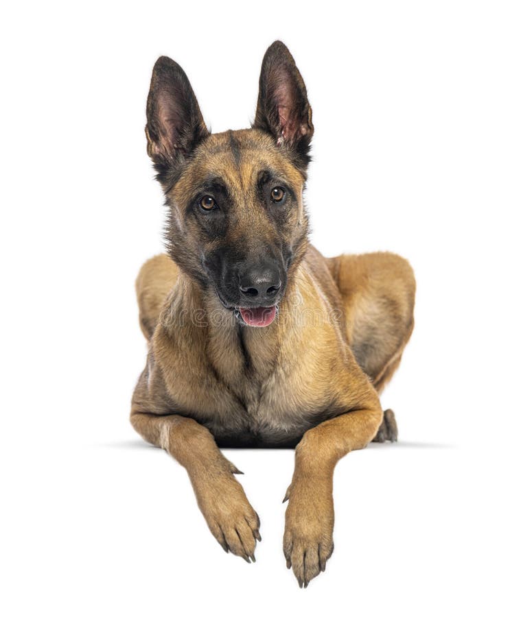 Belgian malinois dog lying down and panting on white background stock photography